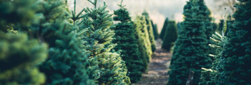 3x tips voor een duurzame kerstboom