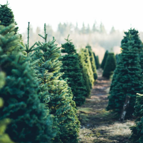 3x tips voor een duurzame kerstboom